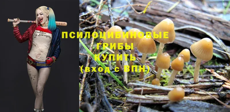 закладка  omg как войти  Галлюциногенные грибы Psilocybine cubensis  Новоульяновск 